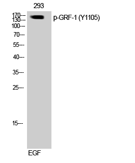 Fig. Western Blot analysis of 3T3 cells using Phospho-GRF-1 (Y1105) Polyclonal Antibody.