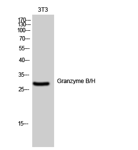 Fig. Western Blot analysis of 3T3 cells using Granzyme B/H Polyclonal Antibody diluted at 1:500.