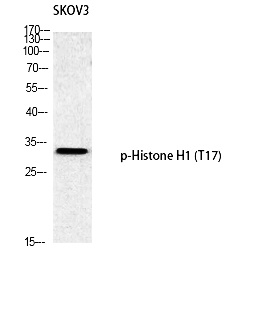 Fig. Western blot analysis of SKOV3 using p-Histone H1 (T17) antibody. Antibody was diluted at 1:1000.