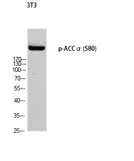 Fig. Western blot analysis of 3T3 using p-ACCα (S80) antibody. Antibody was diluted at 1:1000.