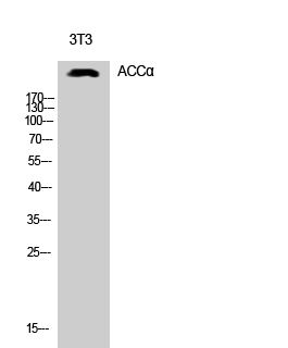 Fig.1. Western Blot analysis of 3T3 cells using ACCα Polyclonal Antibody.