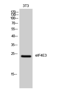 Fig. Western Blot analysis of 3T3 cells using eIF4E3 Polyclonal Antibody diluted at 1:1000.