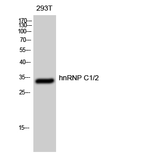 Fig. Western Blot analysis of 293T cells using hnRNP C1/2 Polyclonal Antibody diluted at 1:500.