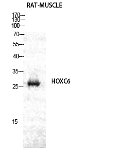 Fig. Western Blot analysis of RAT-MUSCLE cells using Hox-C6 Polyclonal Antibody diluted at 1:2000.