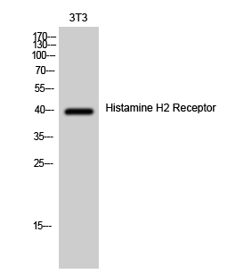 Fig. Western Blot analysis of 3T3 cells using Histamine H2 Receptor Polyclonal Antibody.
