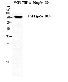 Fig. Western Blot analysis of MCF7+TNF cells using Phospho-HSF1 (S303) Polyclonal Antibody diluted at 1:1000.