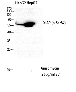 Fig. Western Blot analysis of HepG2 cells using Phospho-XIAP (S87) Polyclonal Antibody diluted at 1:500.