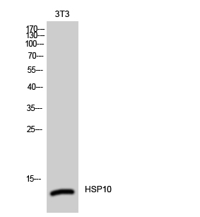 Fig. Western Blot analysis of 3T3 cells using HSP10 Polyclonal Antibody.