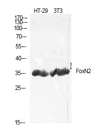 Fig. Western Blot analysis of HT-29/NIH-3T3 using FoxN2 Polyclonal Antibody.