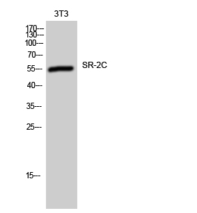 Fig. Western Blot analysis of 3T3 cells using SR-2C Polyclonal Antibody.