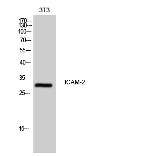 Fig. Western Blot analysis of 3T3 cells using ICAM-2 Polyclonal Antibody.
