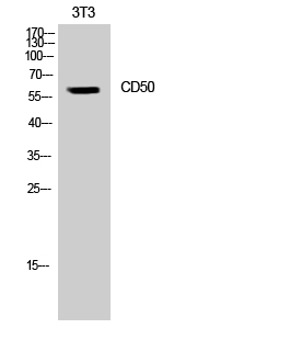 Fig. Western Blot analysis of NIH-3T3 cells using CD50 Polyclonal Antibody.