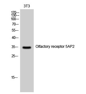 Fig. Western Blot analysis of 3T3 cells using Olfactory receptor 5AP2 Polyclonal Antibody.