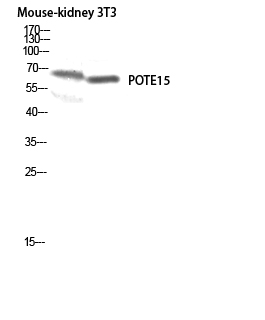 Fig. Western blot analysis of Mouse-kidney 3T3 lysis using POTE15 antibody. Antibody was diluted at 1:500.
