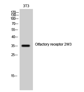 Fig. Western Blot analysis of 3T3 cells using Olfactory receptor 2W3 Polyclonal Antibody.