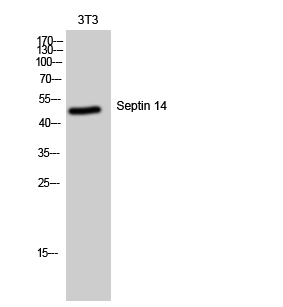 Fig. Western Blot analysis of 3T3 cells using Septin 14 Polyclonal Antibody.
