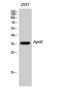 Fig. Western Blot analysis of 293T cells using ApoE Polyclonal Antibody diluted at 1:500.