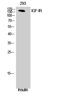 Fig. Western Blot analysis of NIH-3T3 cells using IGF-IR Polyclonal Antibody diluted at 1:500.