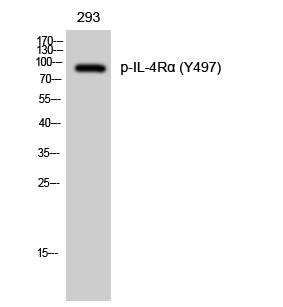 Fig. Western Blot analysis of 293 cells using Phospho-IL-4Rα (Y497) Polyclonal Antibody.