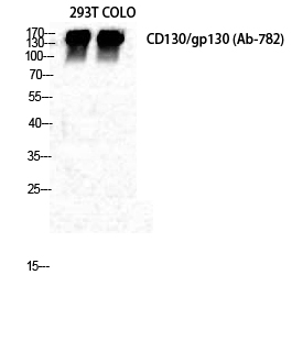 Fig. Western Blot analysis of 293T COLO cells using CD130 Polyclonal Antibody diluted at 1:500.