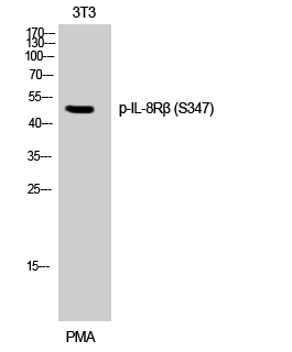 Fig. Western Blot analysis of 3T3 cells using Phospho-IL-8Rβ (S347) Polyclonal Antibody.