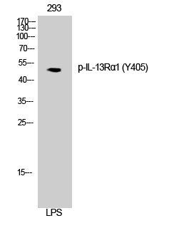 Fig. Western Blot analysis of 3T3 cells using Phospho-IL-13Rα1 (Y405) Polyclonal Antibody.