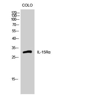 Fig.1. Western Blot analysis of COLO cells using IL-15Rα Polyclonal Antibody.