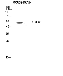 Fig. Western Blot analysis of Mouse-brain cells using CD137 Polyclonal Antibody diluted at 1:500.