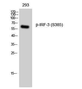Fig. Western Blot analysis of 293 cells using Phospho-IRF-3 (S385) Polyclonal Antibody.