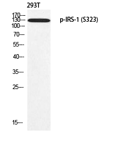 Fig. Western blot analysis of 293T using p-IRS-1 (S323) antibody. Antibody was diluted at 1:1000.