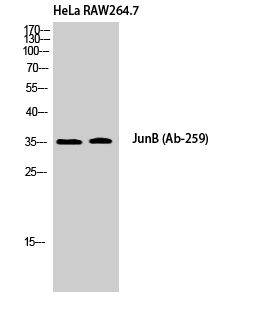 Fig. Western Blot analysis of HeLa RAW264.7 cells using Jun B Polyclonal Antibody.