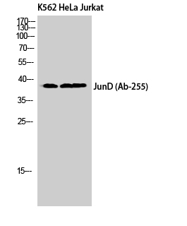 Fig. Western Blot analysis of K562 HeLa Jurkat cells using Jun D Polyclonal Antibody.