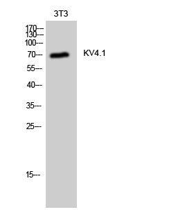 Fig. Western Blot analysis of 3T3 cells using KV4.1 Polyclonal Antibody.