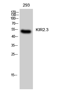 Fig. Western Blot analysis of 293 cells using KIR2.3 Polyclonal Antibody.