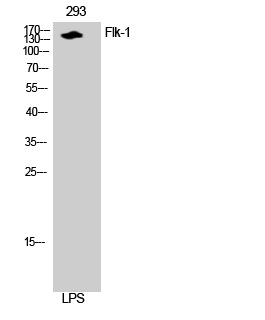 Fig. Western Blot analysis of 293 cells using Flk-1 Polyclonal Antibody.