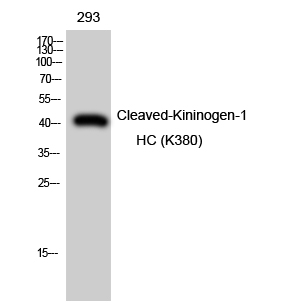 Fig. Western Blot analysis of 293 cells using Cleaved-Kininogen-1 HC (K380) Polyclonal Antibody.