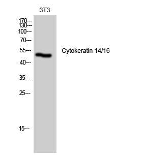 Fig.2. Western Blot analysis of NIH-3T3 cells using Cytokeratin 14/16 Polyclonal Antibody diluted at 1:1000.