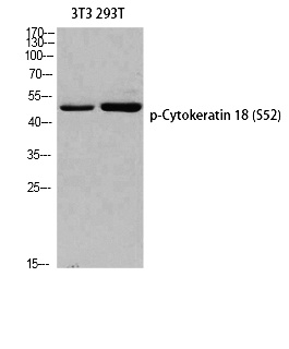 Fig. Western blot analysis of 3T3 293T using p-Cytokeratin 18 (S52) antibody. Antibody was diluted at 1:500.