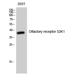Fig. Western Blot analysis of 293T cells using Olfactory receptor 52K1 Polyclonal Antibody diluted at 1:2000.