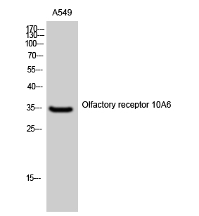 Fig. Western Blot analysis of A549 cells using Olfactory receptor 10A6 Polyclonal Antibody.