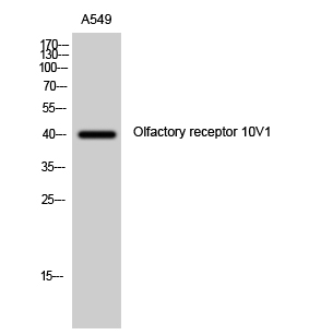 Fig. Western Blot analysis of A549 cells using Olfactory receptor 10V1 Polyclonal Antibody.