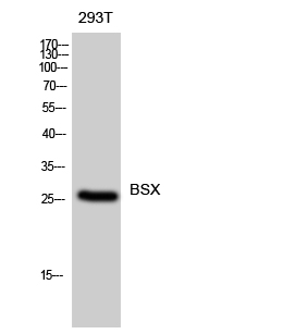Fig. Western Blot analysis of 293T cells using BSX Polyclonal Antibody diluted at 1:500.