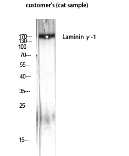 Fig. Western Blot analysis of customer's (cat sample) using Laminin γ-1 Polyclonal Antibody diluted at 1:1000.