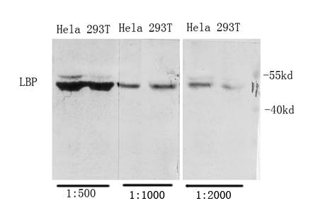 Fig. Western Blot analysis of various cells using Antibody diluted at 1:1000. Secondary antibody (catalog#: A21020) was diluted at 1:20000.