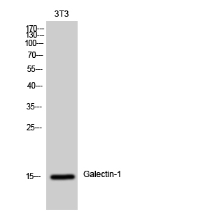 Fig. Western Blot analysis of 3T3 cells using Galectin-1 Polyclonal Antibody diluted at 1:500.
