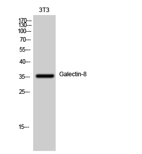 Fig. Western Blot analysis of 3T3 cells using Galectin-8 Polyclonal Antibody diluted at 1:1000.