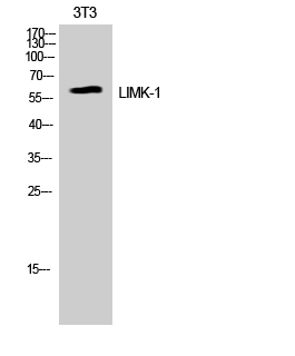Fig. Western Blot analysis of K562 cells using LIMK-1 Polyclonal Antibody.
