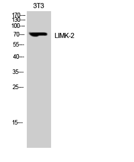 Fig. Western Blot analysis of 3T3 cells using LIMK-2 Polyclonal Antibody.