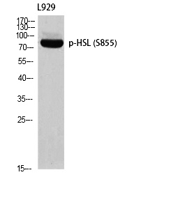 Fig. Western blot analysis of L929 using p-HSL (S855) antibody. Antibody was diluted at 1:1000.