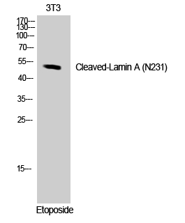 Fig. Western Blot analysis of NIH-3T3 cells using Cleaved-Lamin A (N231) Polyclonal Antibody.